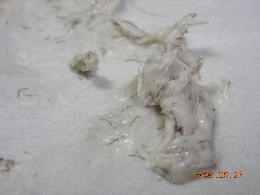 �u�p�C�i�b�v���������уN���[���v�ŏ��т������_��